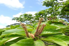 Hymenodictyon obovatum